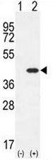 AP50956PU-N - SCGF / CLEC11A