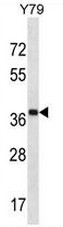 AP50966PU-N - CLIP4