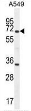 AP50979PU-N - Apolipoprotein J / Apo J