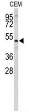 AP50983PU-N - CNDP1