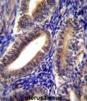 AP50987PU-N - Calponin-2