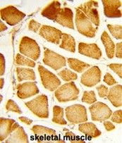 AP51031PU-N - COX IV isoform 1