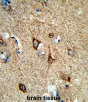 AP51032PU-N - Complex IV subunit Va