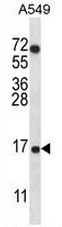 AP51037PU-N - COX VIIa related protein