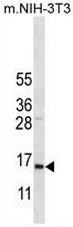 AP51037PU-N - COX VIIa related protein