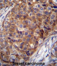 AP51037PU-N - COX VIIa related protein