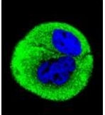AP51039PU-N - Complex IV subunit I