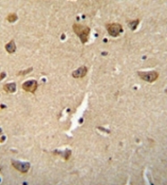 AP51051PU-N - Complexin-3