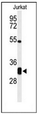 AP51059PU-N - CPSF4