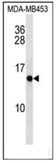AP51069PU-N - CRABP2
