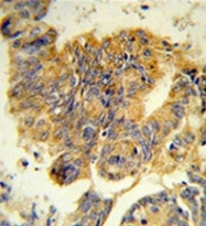 AP51098PU-N - CD114 / CSF3R