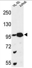 AP51103PU-N - CSPP1