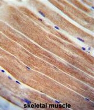 AP51107PU-N - Cystatin 9