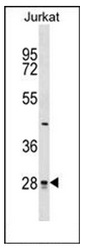 AP51118PU-N - CTDSP1