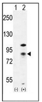 AP51124PU-N - Catenin beta-1