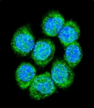 AP51124PU-N - Catenin beta-1