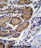 AP51133PU-N - Cathepsin O