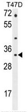 AP51135PU-N - Cathepsin Z