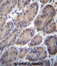 AP51136PU-N - CTTNBP2NL