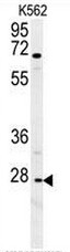 AP51144PU-N - CD183 / CXCR3