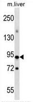 AP51152PU-N - CpG-binding protein