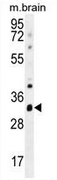 AP51160PU-N - Cytochrome C1