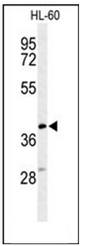 AP51176PU-N - Cytochrome b