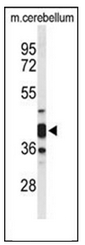 AP51177PU-N - Cytohesin 3