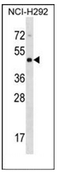 AP51178PU-N - Cytohesin 4