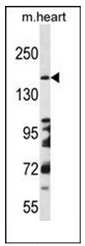 AP51195PU-N - Netrin receptor DCC