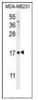 AP51231PU-N - Defensin beta 1