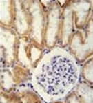 AP51231PU-N - Defensin beta 1