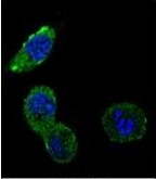 AP51231PU-N - Defensin beta 1