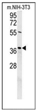 AP51235PU-N - Exonuclease V