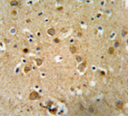 AP51275PU-N - Delta-like protein 4 / DLL4