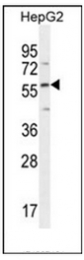AP51278PU-N - Dentin matrix protein 4