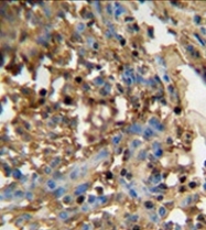 AP51278PU-N - Dentin matrix protein 4