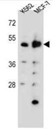 AP51305PU-N - Aspartyl aminopeptidase