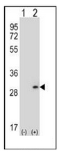 AP51315PU-N - Dermatopontin