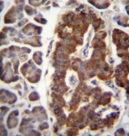 AP51315PU-N - Dermatopontin