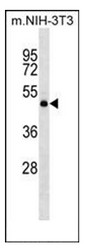 AP51318PU-N - Dopamine D2 receptor