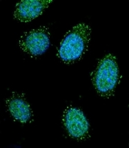 AP51329PU-N - DTNA / DRP3
