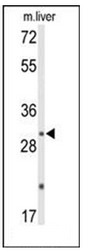 AP51339PU-N - DUSP2 / PAC1
