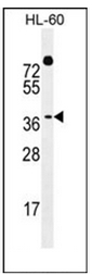 AP51342PU-N - DUX4 / DUX10