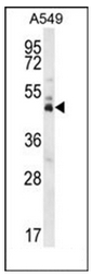 AP51343PU-N - DUX4 / DUX10