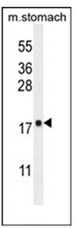 AP51348PU-N - DYNLRB2