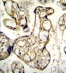 AP51364PU-N - Endothelin-1
