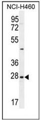 AP51366PU-N - Endothelin-3