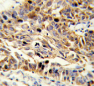 AP51374PU-N - Fibulin-3