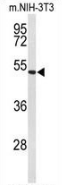 AP51375PU-N - Fibulin-4